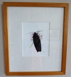 Red-necked Footman Moth Atolmis rubricollis