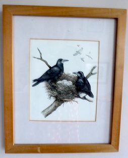 Rook pair Corvus frugilegus