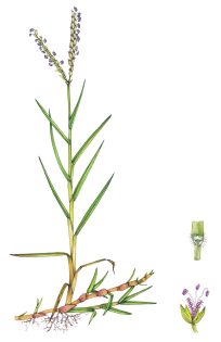 Seashore paspalum Paspalum vaginatum