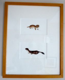 Weasel and Stoat Framed Painting – SOLD –