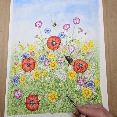 Wildflower meadow