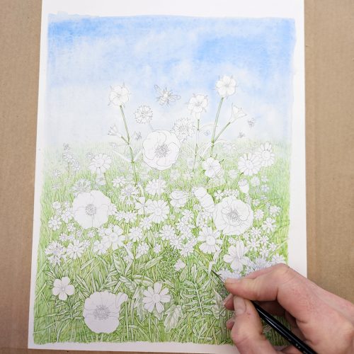 Wildflower meadow