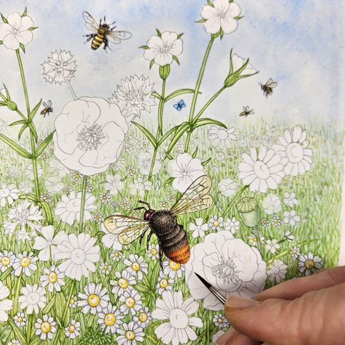 Wildflower meadow