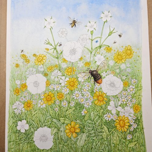 Wildflower meadow