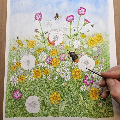 Wildflower meadow