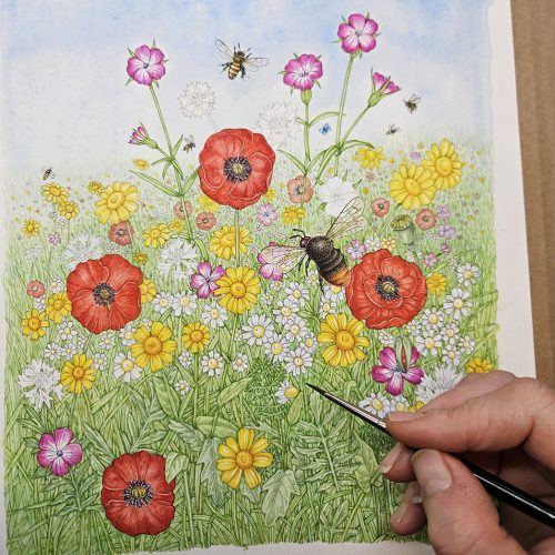 Wildflower meadow