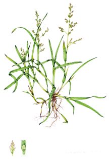 Annual meadow grass Poa annua