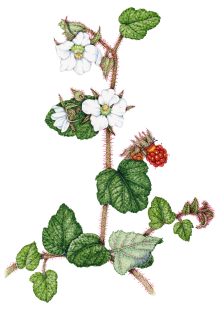 Chinese bramble Rubus tricolor