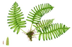 Common polypody Polypodium vulgare – SOLD –