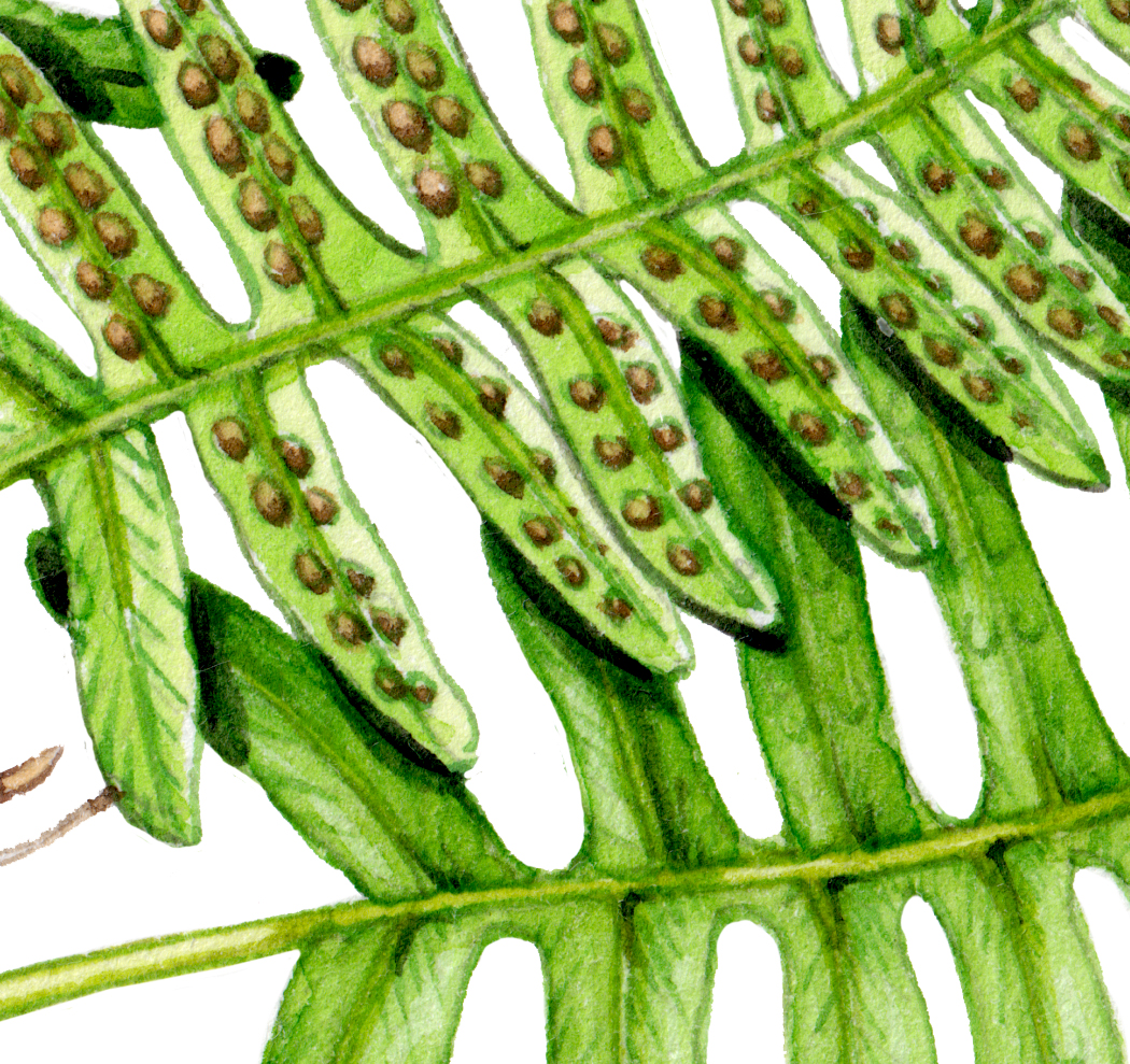common polypody