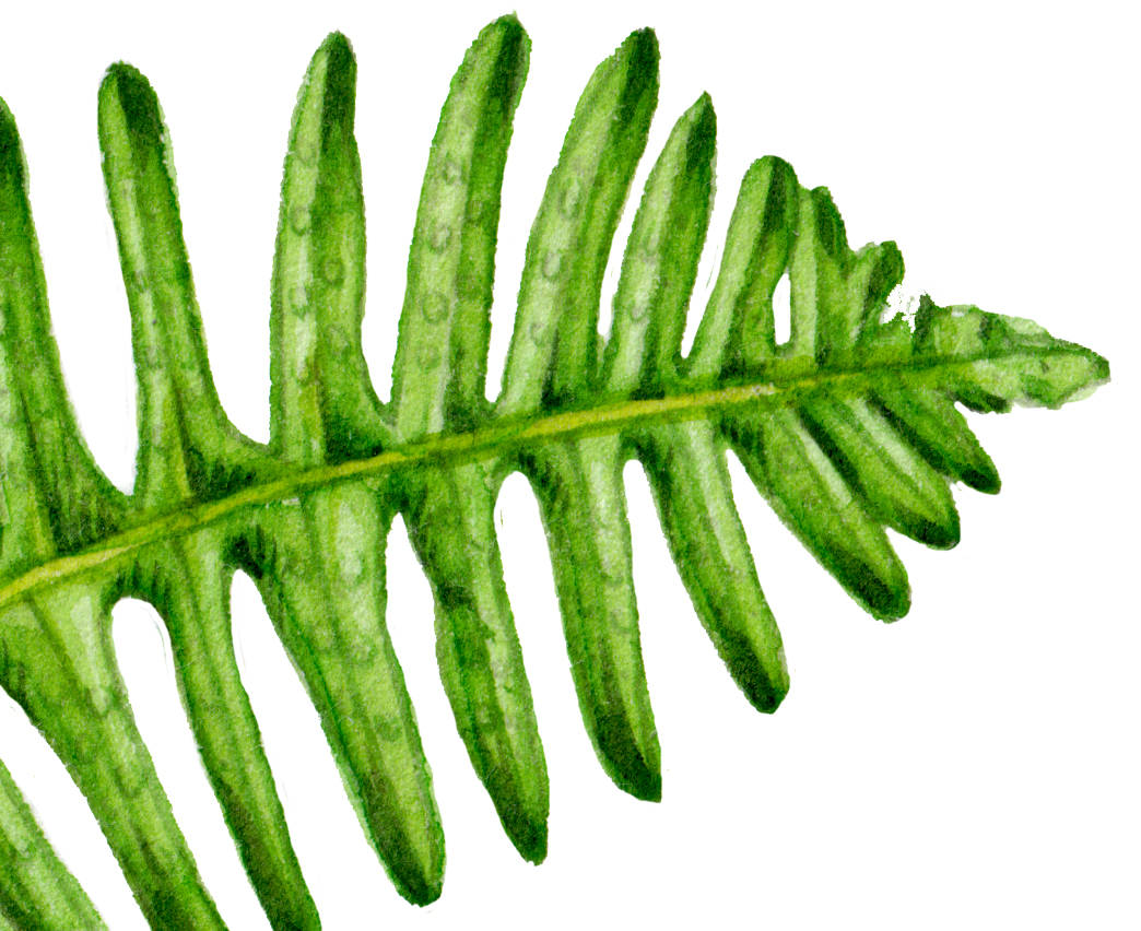 common polypody