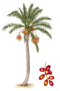 Date palm Phoenix dactylifera