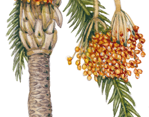 date palm