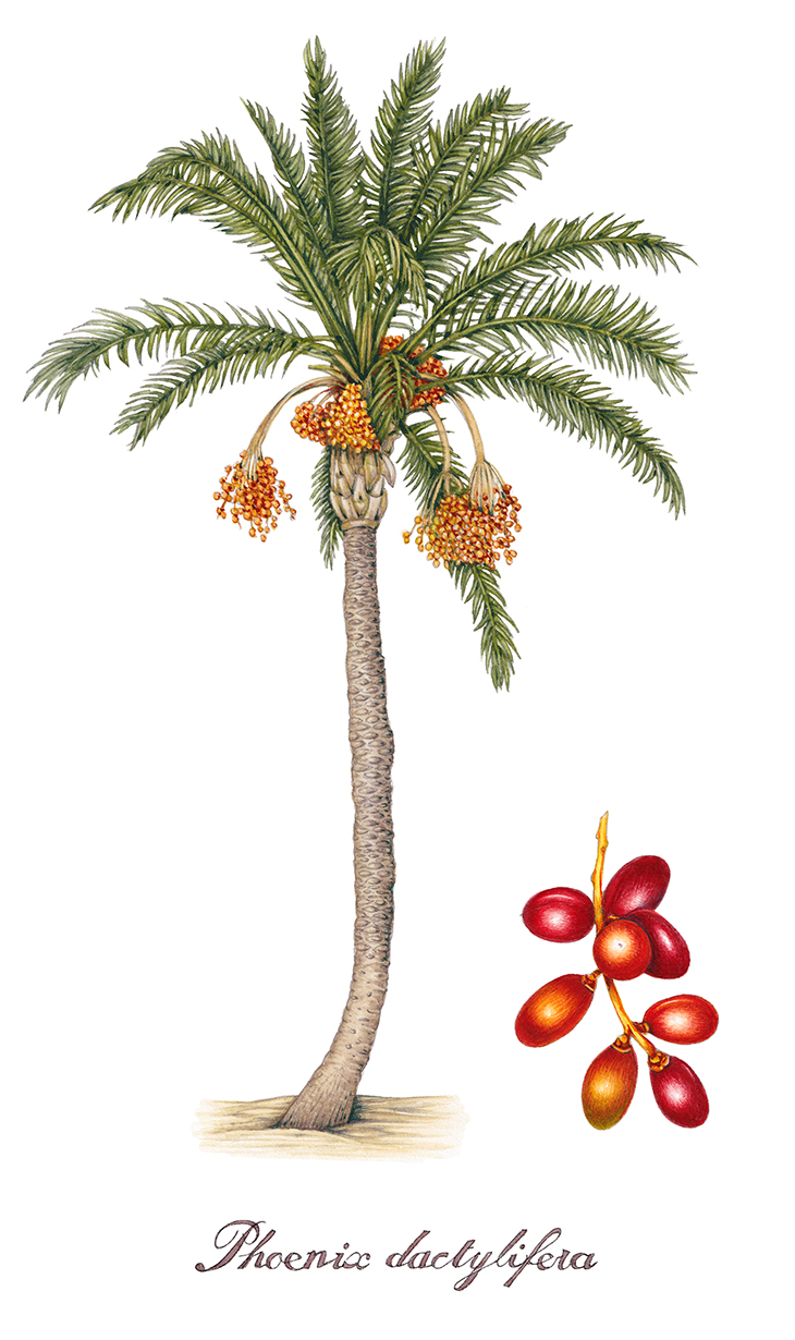 date palm