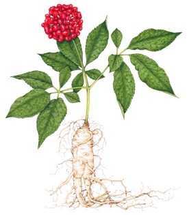 Ginseng Panax ginseng