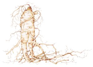 Ginseng root Panax ginseng