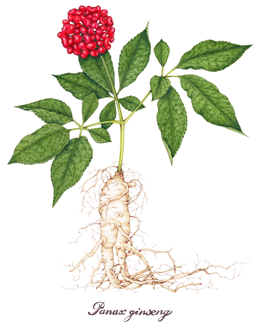 ginseng