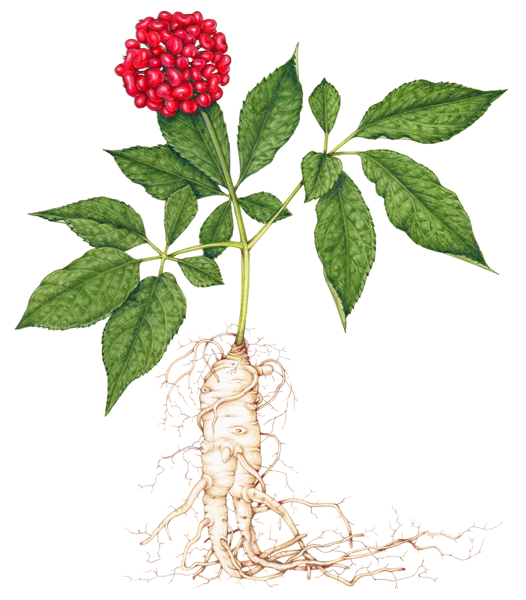 ginseng