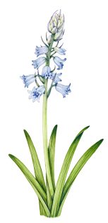 Hybrid bluebell Hyacinthoides x massartiana