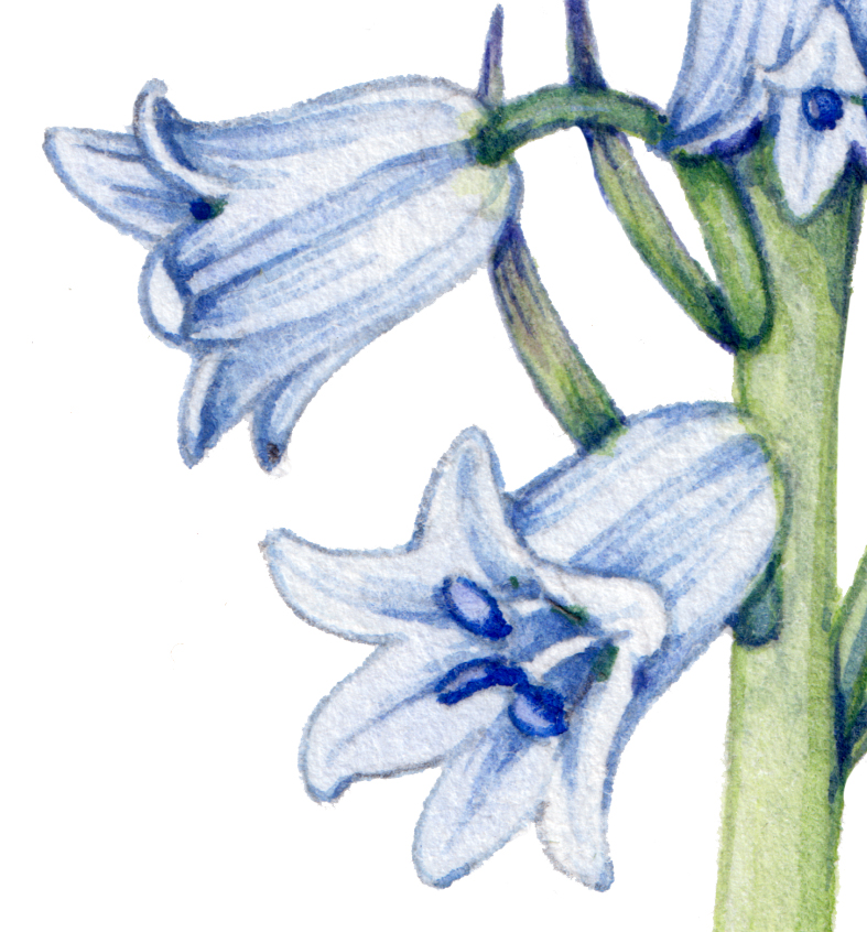 hybrid bluebell