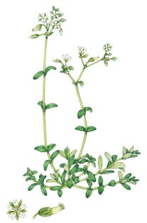 Mouse-eared chickweed Cerastium fontanum