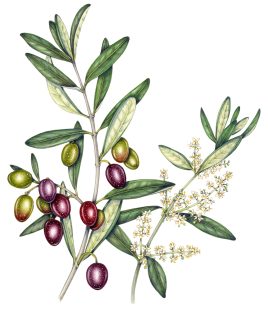 Olive Olea europaea