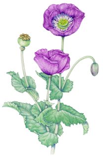 Opium poppy Papaver somniferum