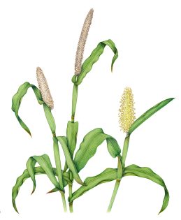 Pearl millet Cenchrus americanus