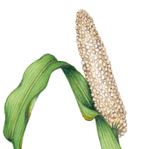 pearl millet