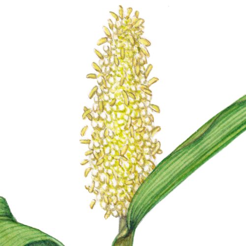 pearl millet