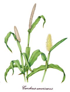 Pearl millet Cenchrus americanus