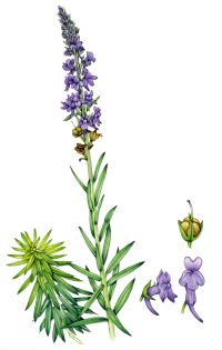 Purple toadflax Linaria purpurea
