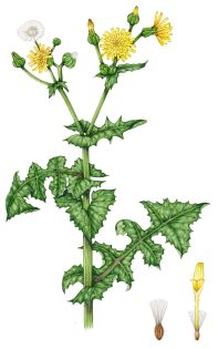 Smooth sow-thistle Sonchus oleraceus – SOLD –