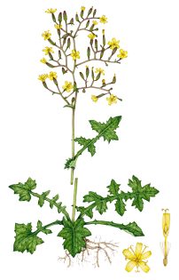 Wall lettuce Lactuca muralis