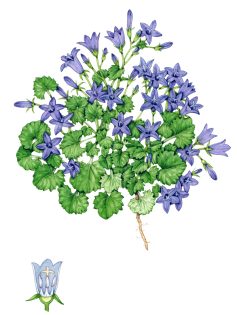 Wall or Dalmatian bellflower Campanula portenschlagiana