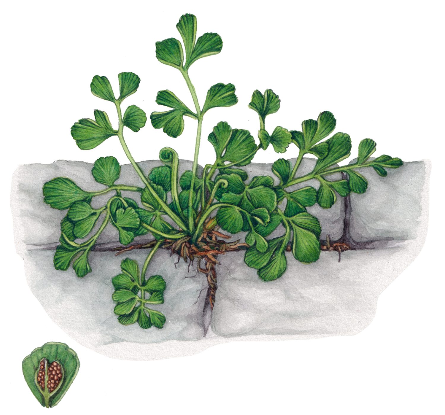 Wall rue Asplenium ruta-muraria - Lizzie Harper
