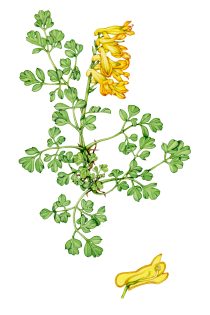 Yellow corydalis Pseudofumaria lutea