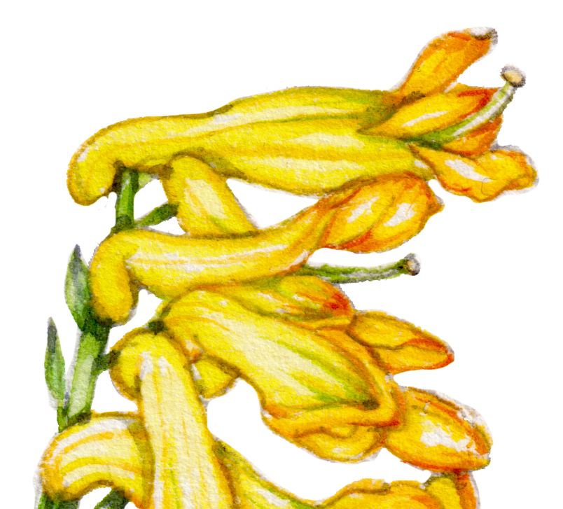 Yellow corydalis