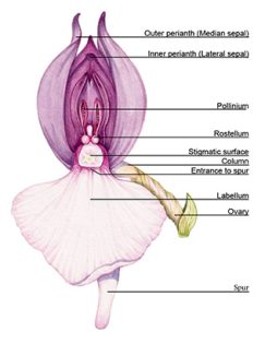Annotated Single Spectacular orchid Galearis spectabilis