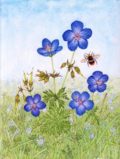 Meadow cranesbill in a meadow