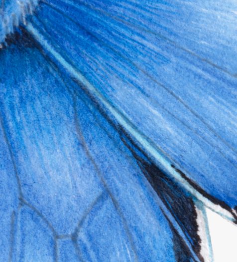 Adonis blue butterfly Polyommatus