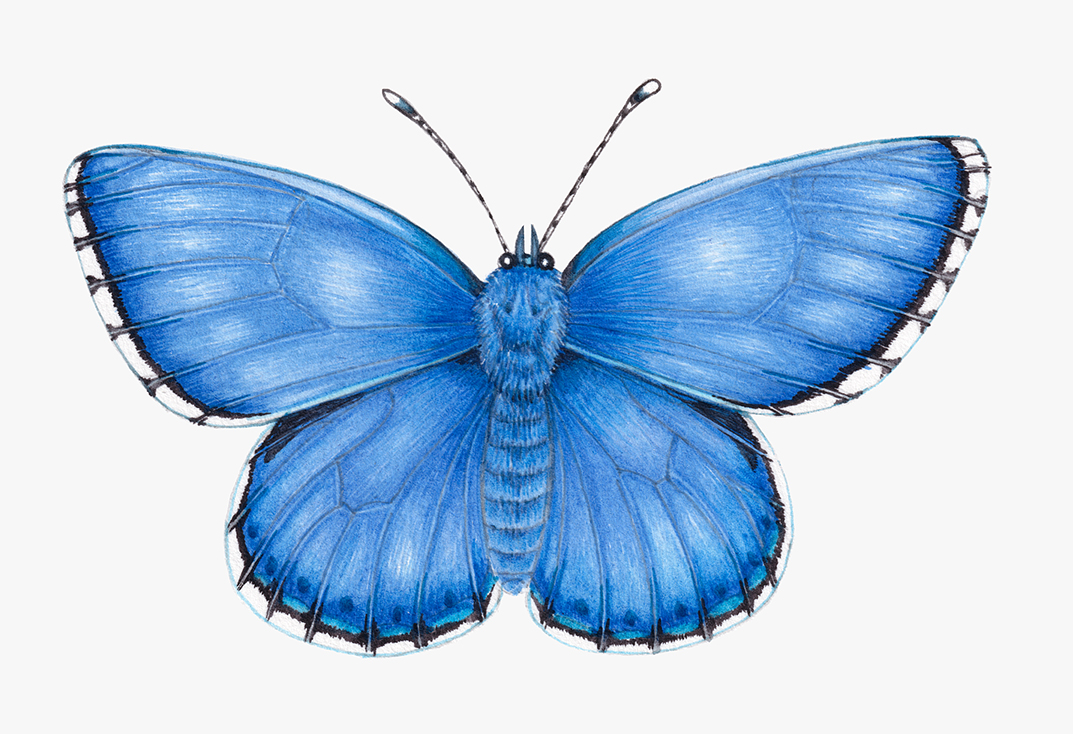 Adonis blue butterfly Polyommatus