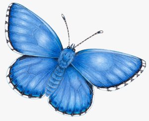 Adonis blue butterfly Polyommatus bellargus