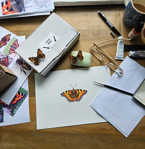 small tortoiseshell butterfly