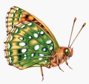 Dark green fritillary Speyeria aglaja