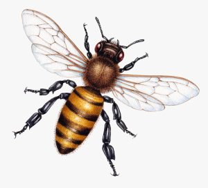 Honey bee worker Apis mellifera