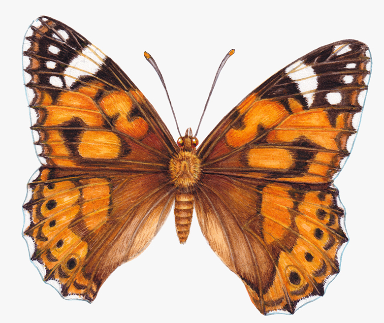 Painted lady Vanessa carduii