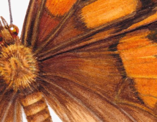 Painted lady Vanessa carduii