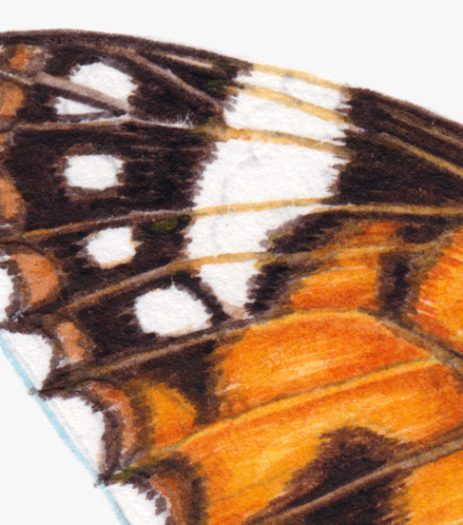 Painted lady Vanessa carduii