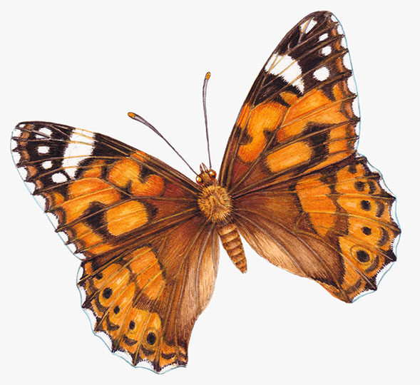 Painted lady Vanessa carduii